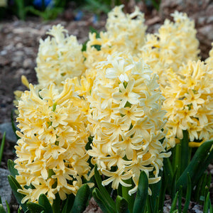 HYACINTH SINGLE YELLOWSTONE 3PK