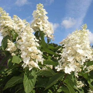 HYDRANGEA PANICULATA KYUSHU 4.0L