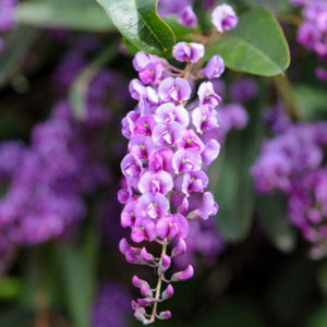 HARDENBERGIA VIOLACEA