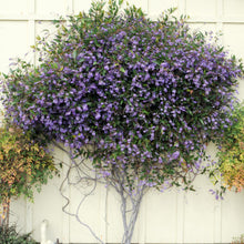 Load image into Gallery viewer, HARDENBERGIA VIOLACEA
