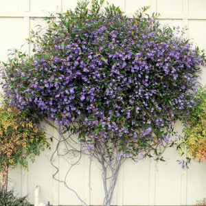 HARDENBERGIA VIOLACEA