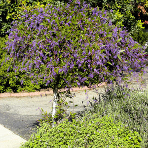 HARDENBERGIA VIOLACEA