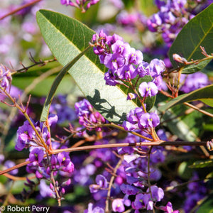 HARDENBERGIA VIOLACEA