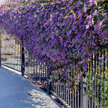 Load image into Gallery viewer, HARDENBERGIA VIOLACEA
