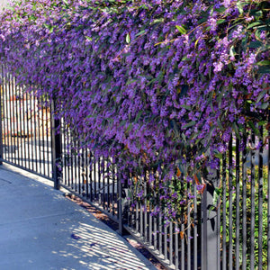 HARDENBERGIA VIOLACEA