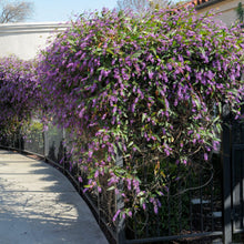 Load image into Gallery viewer, HARDENBERGIA VIOLACEA
