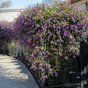 HARDENBERGIA VIOLACEA