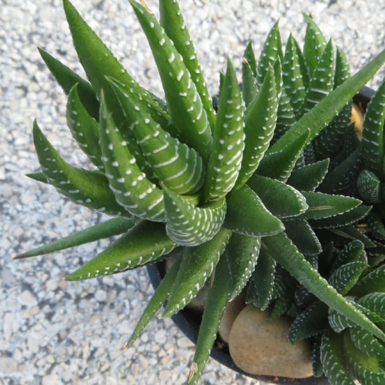 HAWORTHIA FASCIATA