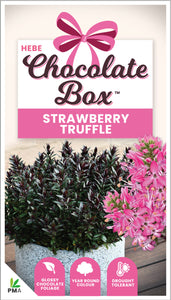 HEBE CHOCOLATE BOX STRAWBERRY TRUFFLES 1.9L