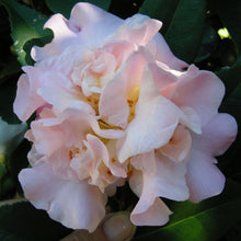 Load image into Gallery viewer, CAMELLIA HYBRID HIGH FRAGRANCE 4.0L
