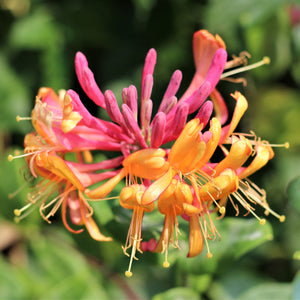 LONICERA GOLDFLAME 3.5L