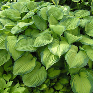 HOSTA GUACAMOLE 2.0L