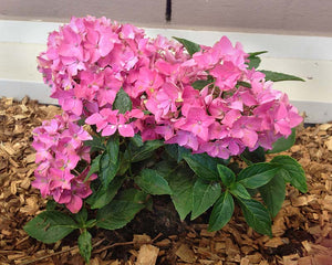 HYDRANGEA MACROPHYLLA PIAMINA 4.0L