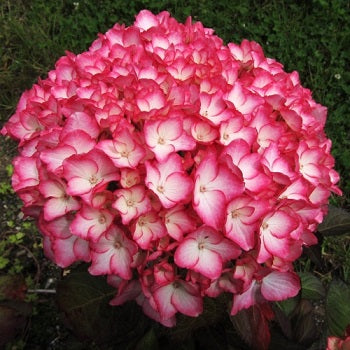 HYDRANGEA MACROPHYLLA SABRINA 6.0L