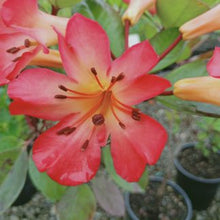 Load image into Gallery viewer, VIREYA RHODODENDRON LITTLE DEVIL 2.4L
