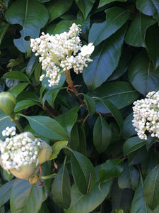 HYDRANGEA SEEMANII 2.5L