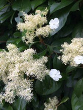 Load image into Gallery viewer, HYDRANGEA SEEMANII 2.5L
