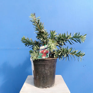 CALLISTEMON LITTLE JOHN 3.3L