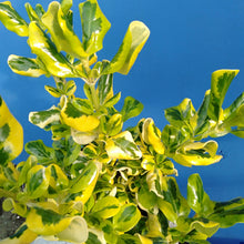 Load image into Gallery viewer, COPROSMA GOLD SPLASH 1.9L
