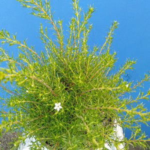 DIOSMA ERICOIDES BREATH OF HEAVEN 2.5L