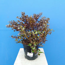 Load image into Gallery viewer, COPROSMA MIDNIGHT MARTINI 2.5L
