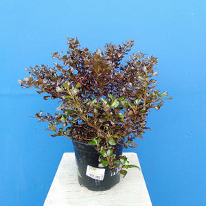 COPROSMA MIDNIGHT MARTINI 2.5L