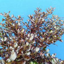 Load image into Gallery viewer, COPROSMA MIDNIGHT MARTINI 2.5L
