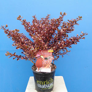 COPROSMA SCARLETT O HARA 2.5L