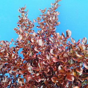 COPROSMA SCARLETT O HARA 2.5L