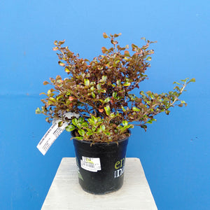 COPROSMA TEQUILA SUNRISE 2.5L