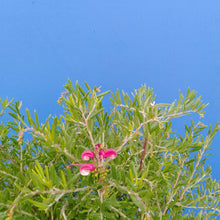 Load image into Gallery viewer, GREVILLEA OLYMPIC FLAME
