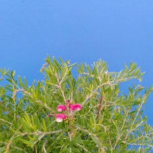 GREVILLEA OLYMPIC FLAME