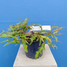 Load image into Gallery viewer, GREVILLEA ROYAL MANTLE 2.5L
