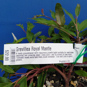 GREVILLEA ROYAL MANTLE 2.5L