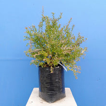 Load image into Gallery viewer, GREVILLEA RONDEAU 3.5L
