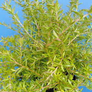 GREVILLEA RONDEAU 3.5L