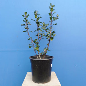 ILEX BLUE ANGEL 2.5L