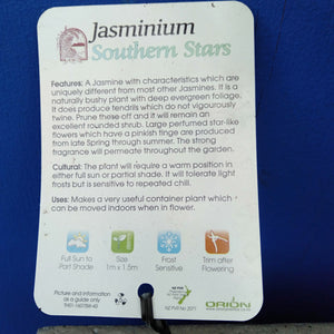 JASMINUM SOUTHERN STARS