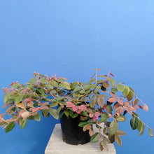 Load image into Gallery viewer, LOROPETALUM RAZZLEBERRI
