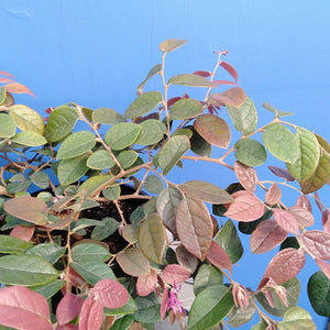 LOROPETALUM RAZZLEBERRI