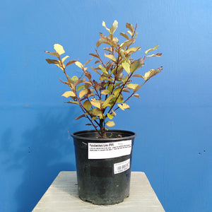 PSEUDOWINTERA LIME LIGHT 2.5L