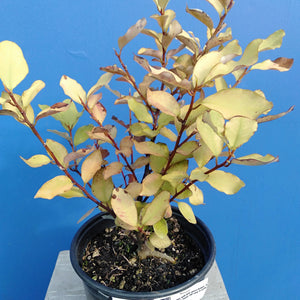 PSEUDOWINTERA LIME LIGHT 2.5L