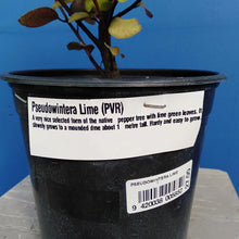 Load image into Gallery viewer, PSEUDOWINTERA LIME LIGHT 2.5L
