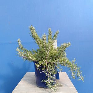 ROSEMARY CHEFS CHOICE 1.0L