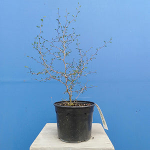 SOPHORA PROSTRATA