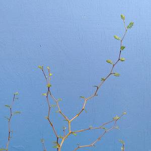 SOPHORA PROSTRATA