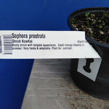 Load image into Gallery viewer, SOPHORA PROSTRATA
