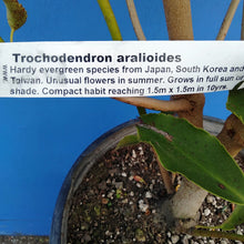 Load image into Gallery viewer, TROCHODENDRON ARALIODES
