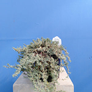 PIMELEA PROSTRATA PINATORO 2.0L