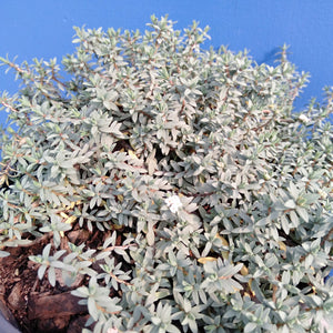 PIMELEA PROSTRATA PINATORO 2.0L